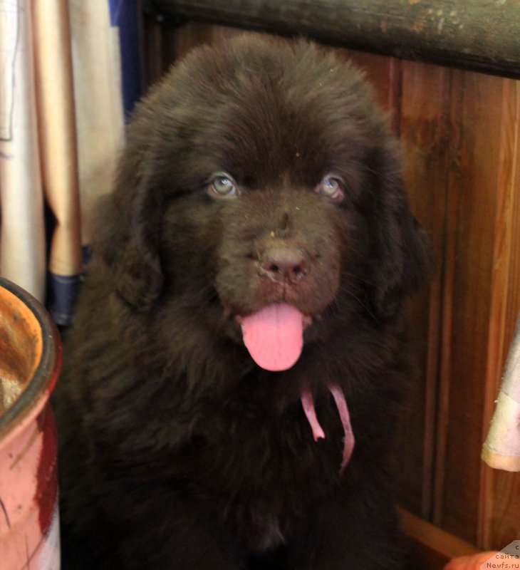 Фото: ньюфаундленд Браунблад МСК Лея Айман (Brownblood MSK Leya Aiman)