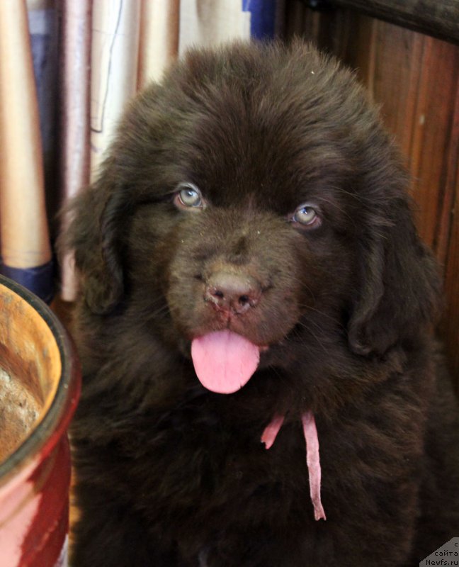 Фото: ньюфаундленд Браунблад МСК Лея Айман (Brownblood MSK Leya Aiman)