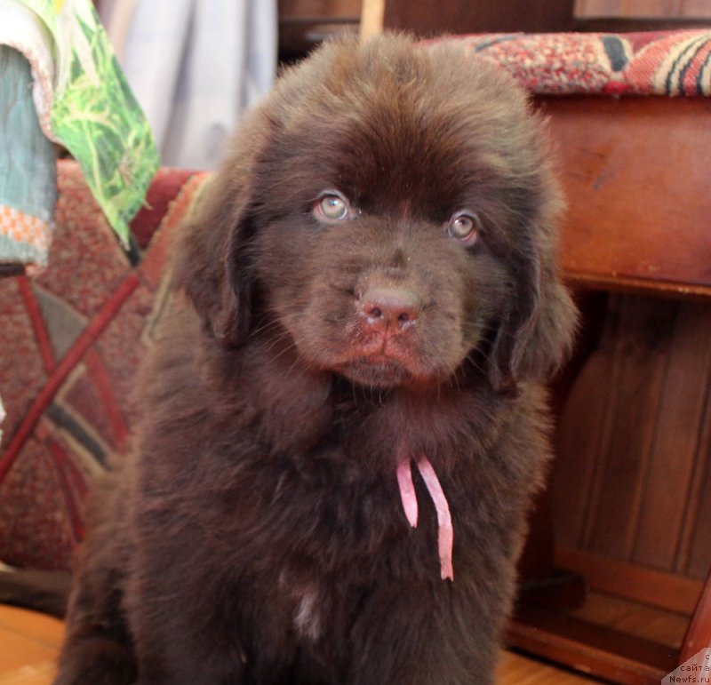 Фото: ньюфаундленд Браунблад МСК Лея Айман (Brownblood MSK Leya Aiman)