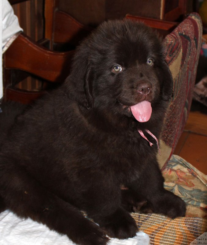 Фото: ньюфаундленд Браунблад МСК Лея Айман (Brownblood MSK Leya Aiman)