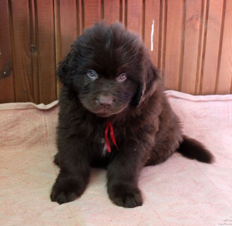 Фото: ньюфаундленд Браунблад МСК Ливона Либа (Brownblood MSK Livona Liba)