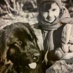 Фото: ньюфаундленд Инмагр Гордей