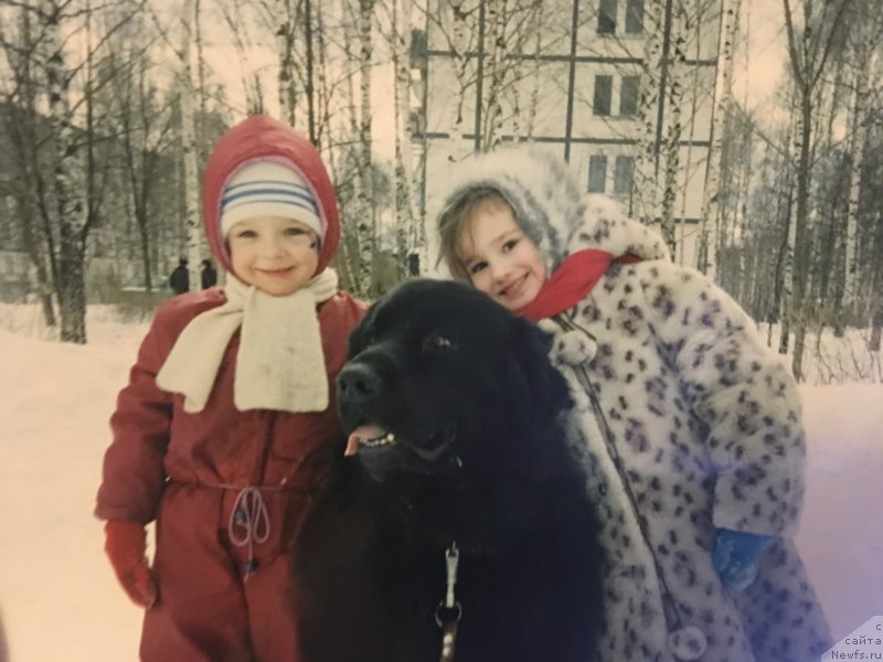 Фото: ньюфаундленд Инмагр Гордей