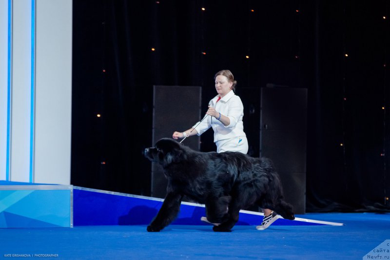 Фото: ньюфаундленд Акватория Келвин Женераль (Aquatoriya Kelvin Zheneral)