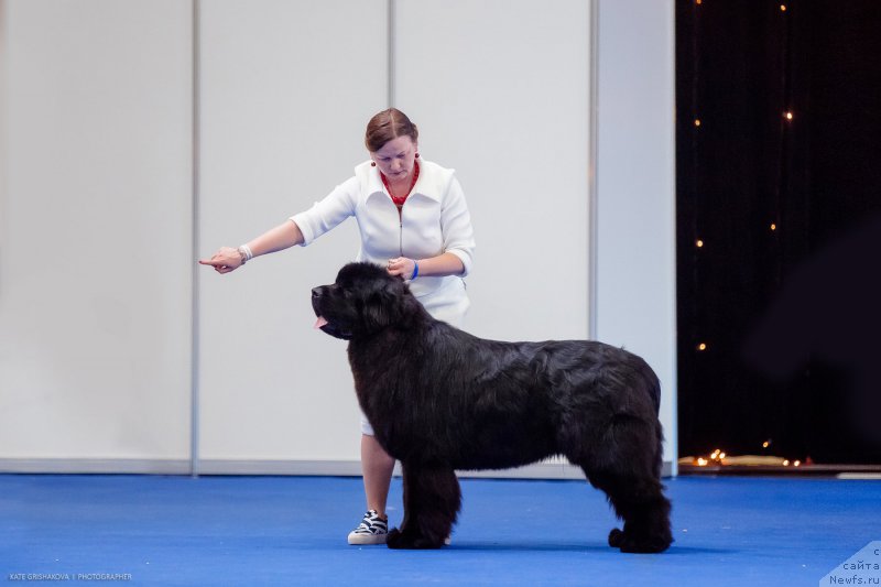 Фото: ньюфаундленд Акватория Келвин Женераль (Aquatoriya Kelvin Zheneral)