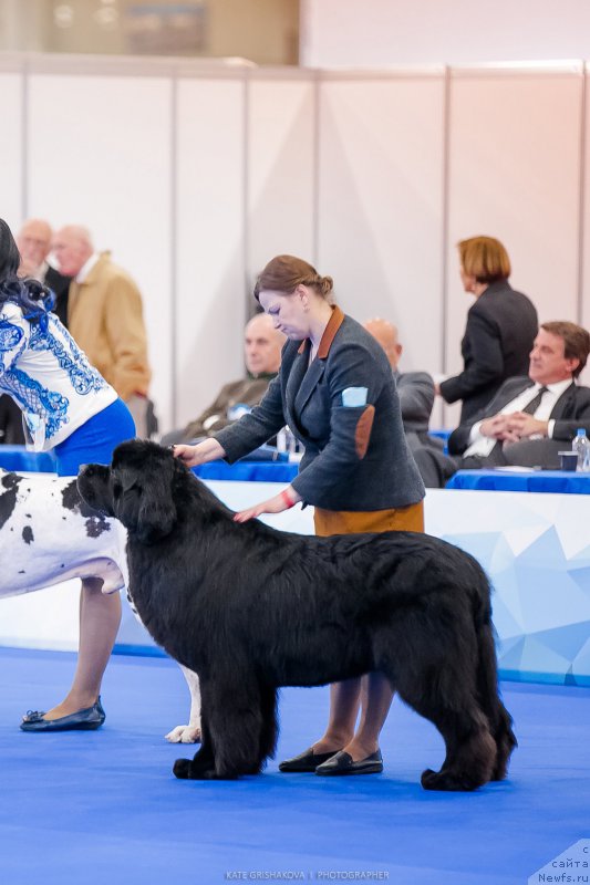 Фото: ньюфаундленд Акватория Келвин Юралз Грэйт (Aquatoriya Kelvin Yurals Great)