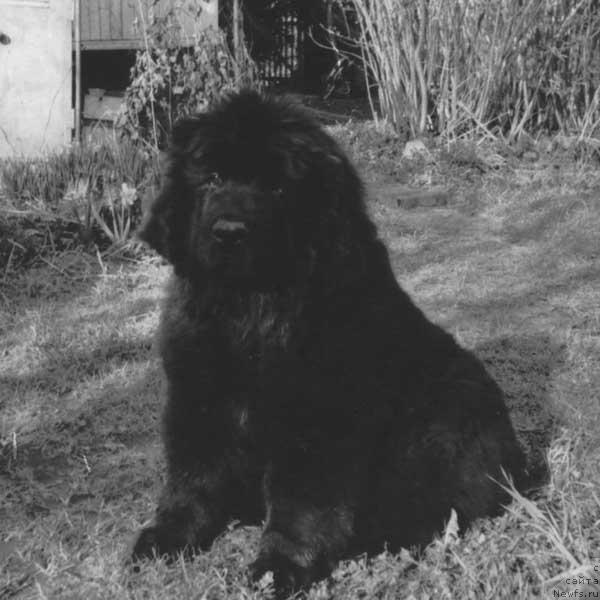 Фото: ньюфаундленд Леджантри Лайтхаус