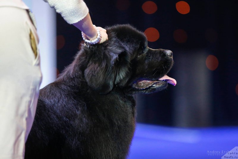 Фото: ньюфаундленд Акватория Келвин Глория (Aquatoriya Kelvin Gloria)