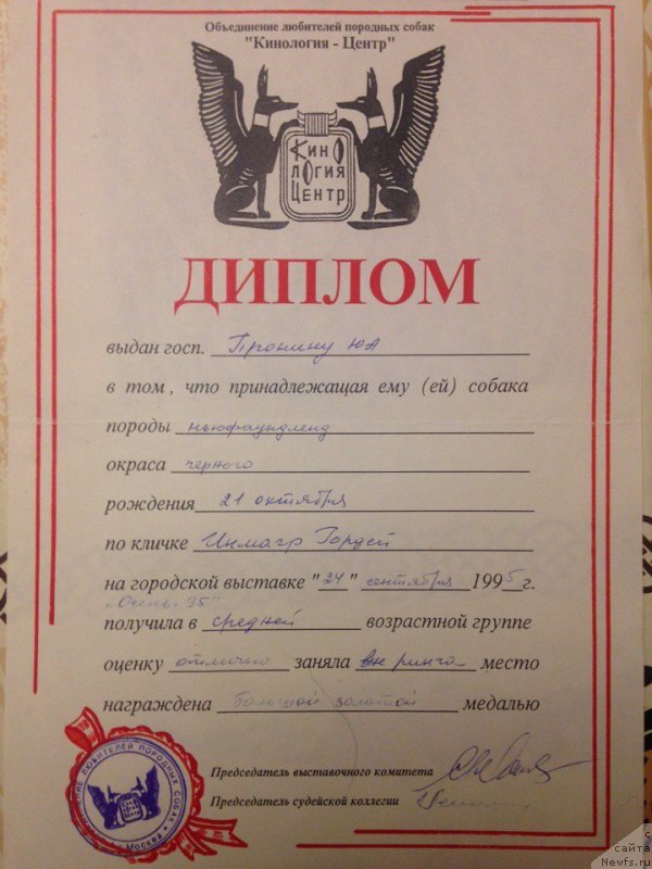 Фото: ньюфаундленд Инмагр Гордей