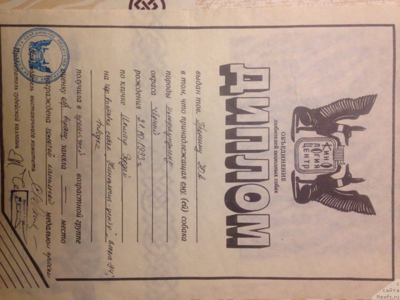 Фото: ньюфаундленд Инмагр Гордей