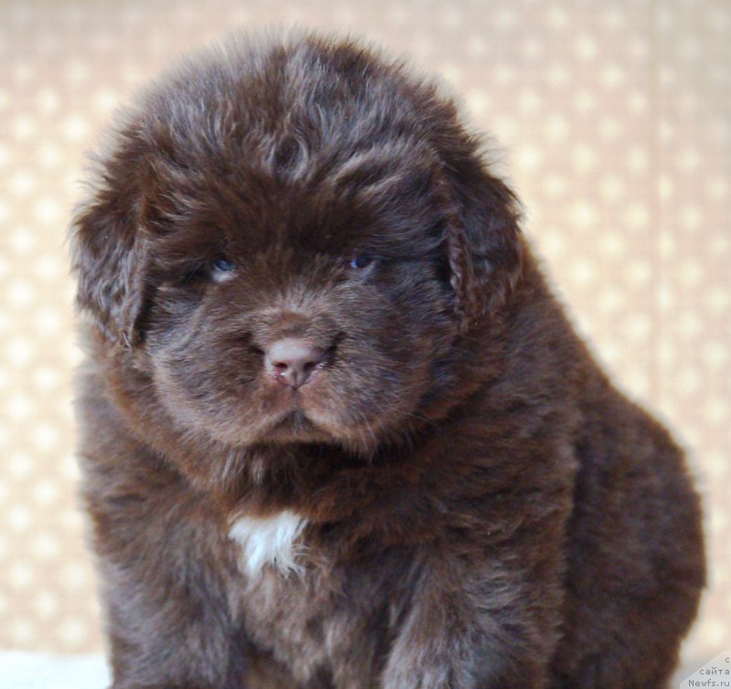 Фото: ньюфаундленд А Я Супер Премиум (A I Super Premium)