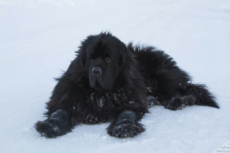 Фото: ньюфаундленд Кипер Соул Симба