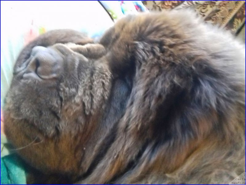 Фото: ньюфаундленд Браунблад МСК Велес Алистер (Brownblood MSK Veles Alister)