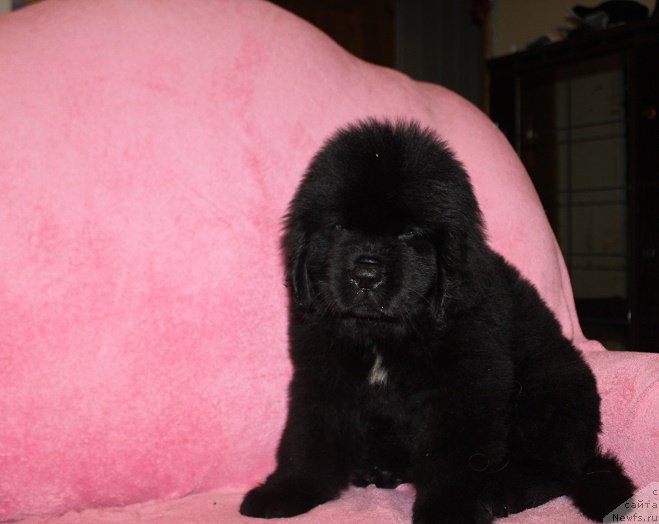 Фото: ньюфаундленд Терра Виктория Ингвар