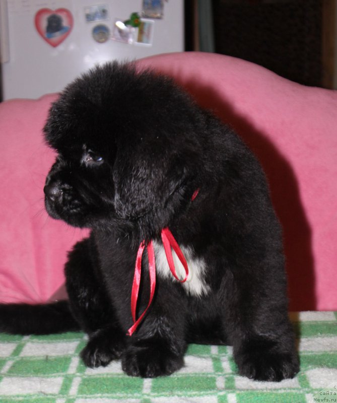 Фото: ньюфаундленд Терра Виктория Исфахан