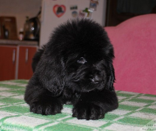 Фото: ньюфаундленд Терра Виктория Инди