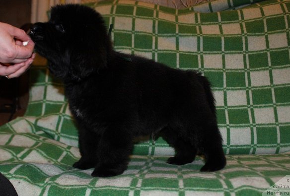 Фото: ньюфаундленд Терра Виктория Инди