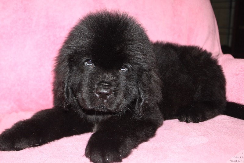 Фото: ньюфаундленд Терра Виктория Ишмаэль