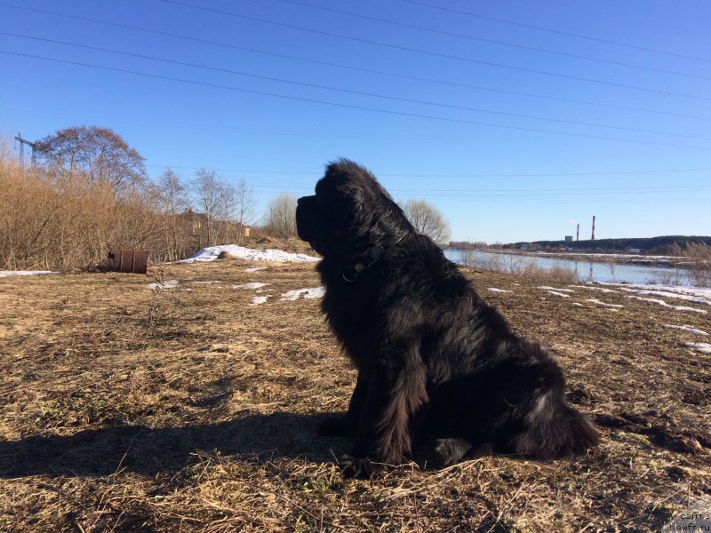 Фото: ньюфаундленд Черная Мафия Шорт анд Свеет (Chernaya Mafia Short and Sweet)