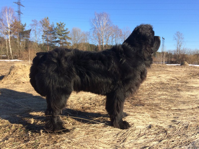 Фото: ньюфаундленд Черная Мафия Шорт анд Свеет (Chernaya Mafia Short and Sweet)