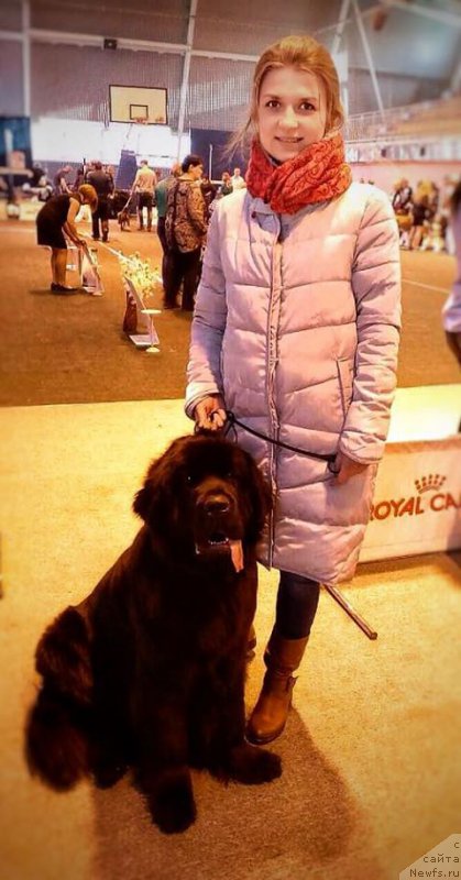 Фото: ньюфаундленд Элегант Леди