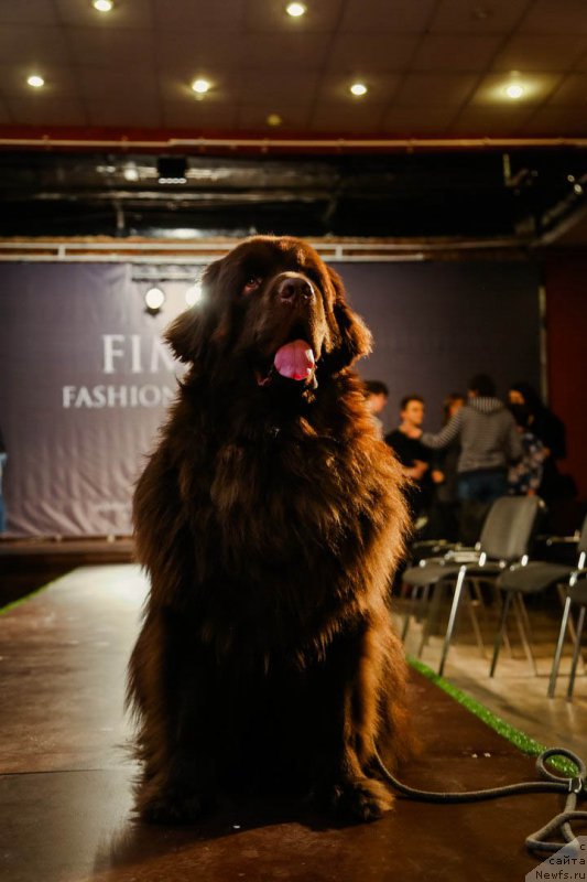 Фото: ньюфаундленд Альфа Дар Окса Виват