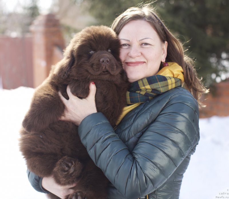 Фото: Татьяна Абутова, ньюфаундленд Акватория Келвин Конгениал Амбер Дансинг Мун (Aquatoriya Kelvin Kongenial Amber Dancing Moon)
