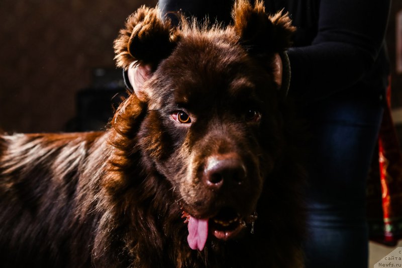 Фото: ньюфаундленд Альфа Дар Окса Виват
