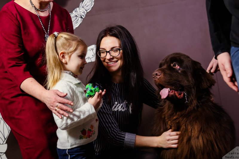 Фото: ньюфаундленд Альфа Дар Окса Виват