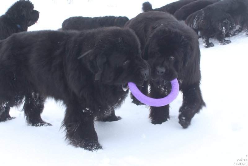 Фото: ньюфаундленд Бегущая по Волнам Зеро Коол, ньюфаундленд Даймонд Кинг