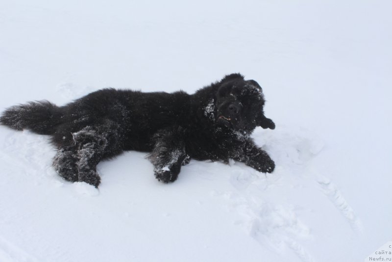 Фото: ньюфаундленд Бегущая по Волнам Зеро Коол
