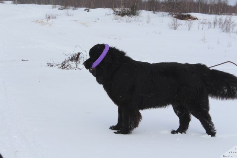 Фото: ньюфаундленд Даймонд Кинг