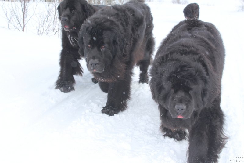 Фото: ньюфаундленд Neretum Tribe Xagrid, ньюфаундленд Глория Гранд Блек, ньюфаундленд Янтарная Мечта