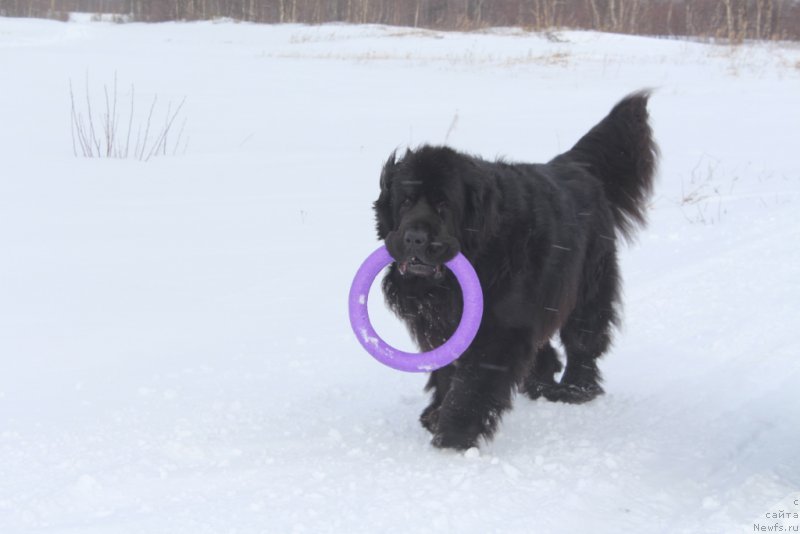 Фото: ньюфаундленд Neretum Tribe Xagrid