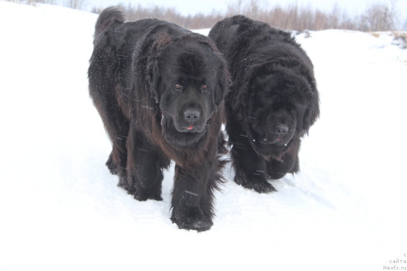 Фото: ньюфаундленд Анабелле Квин оф зэ Моунтайнс, ньюфаундленд Янтарная Мечта