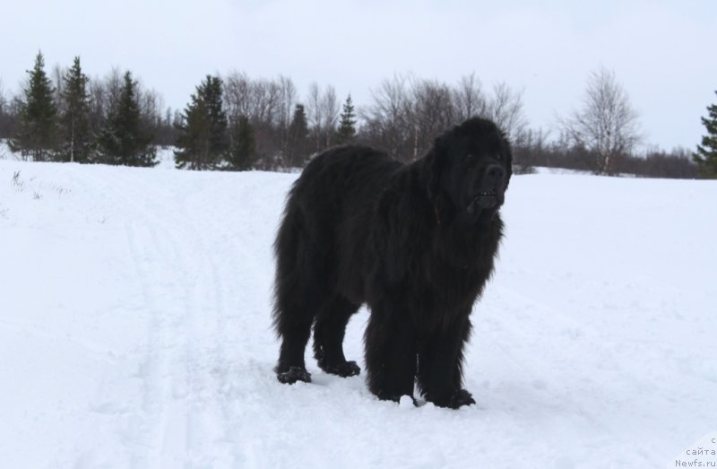 Фото: ньюфаундленд Глория Гранд Блек