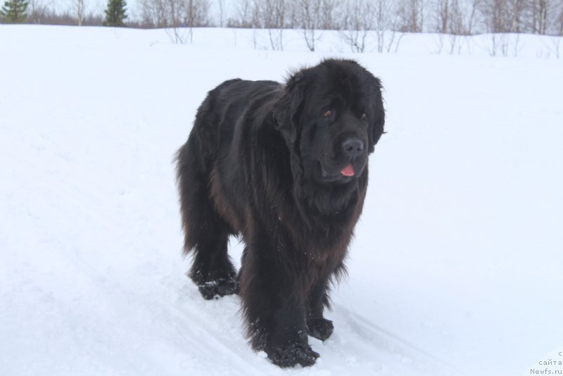 Фото: ньюфаундленд Анабелле Квин оф зэ Моунтайнс