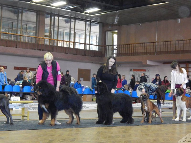 Фото: ньюфаундленд Эвенинг виз Ю