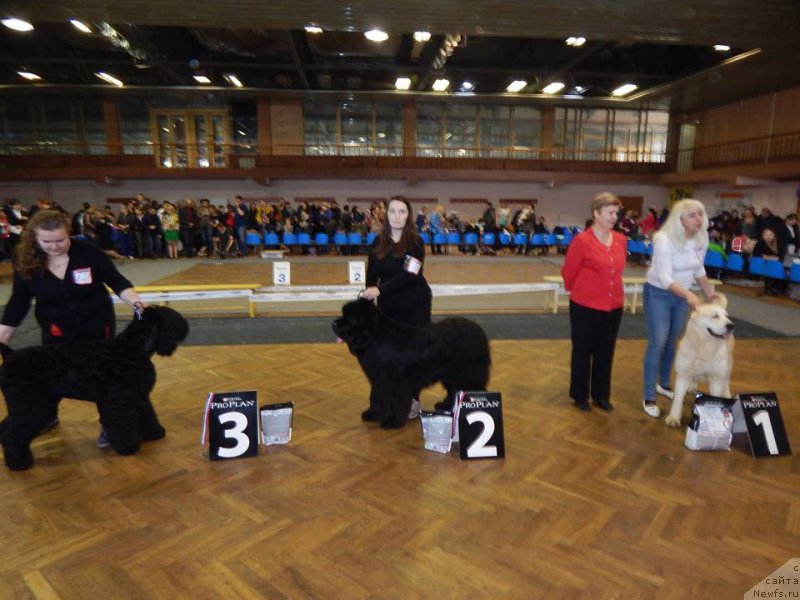 Фото: ньюфаундленд Эвенинг виз Ю