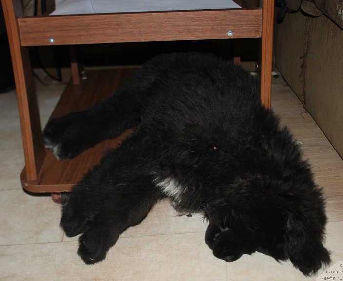 Фотография № 222683