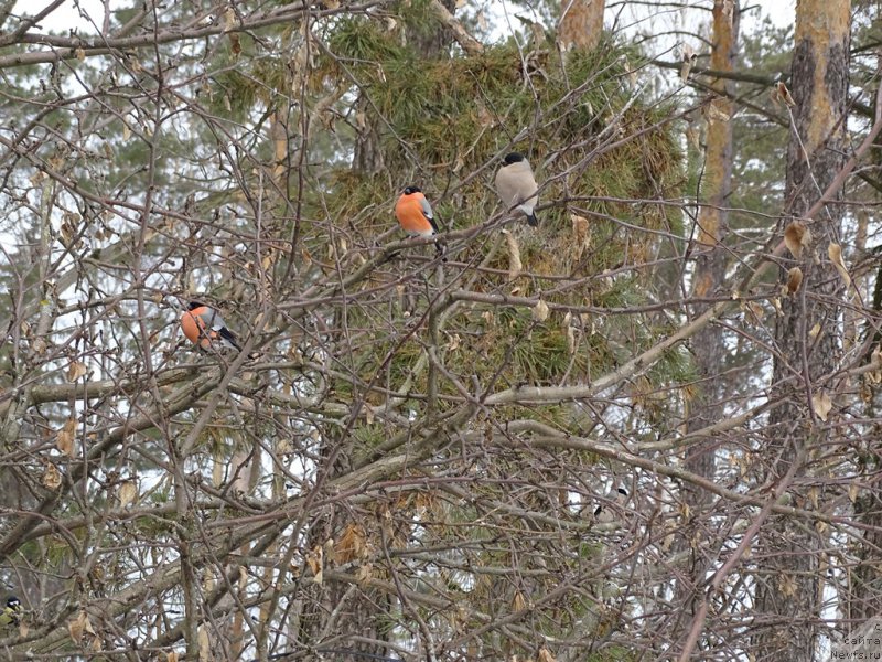 Фотография № 222688