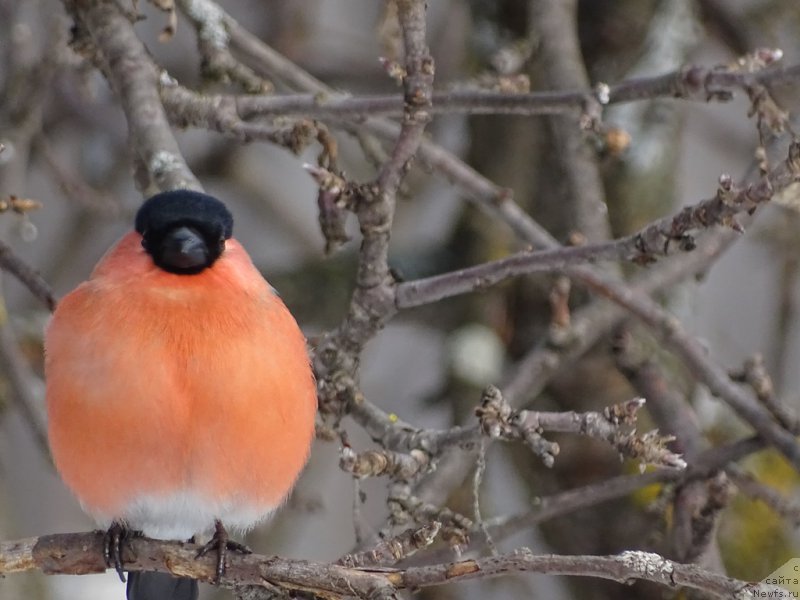 Фотография № 222690