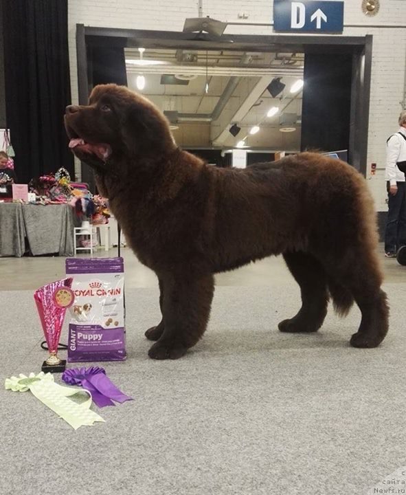 Фото: ньюфаундленд Браунблад МСК Альфа-Ромео Голд Бадди (Brownblood MSK Alfa-Romeo Gold Baddy)