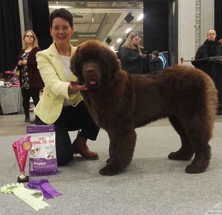 Фото: ньюфаундленд Браунблад МСК Альфа-Ромео Голд Бадди (Brownblood MSK Alfa-Romeo Gold Baddy)