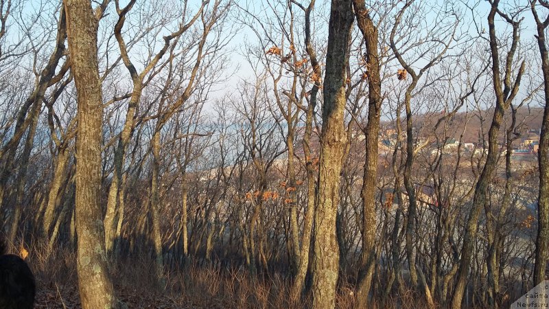 Фотография № 222696