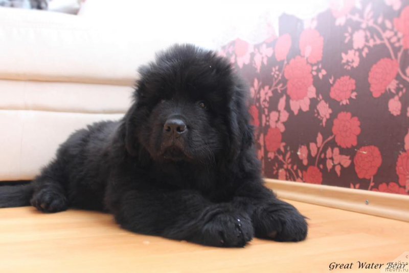 Фото: ньюфаундленд Great Water Bear Fantastic Power