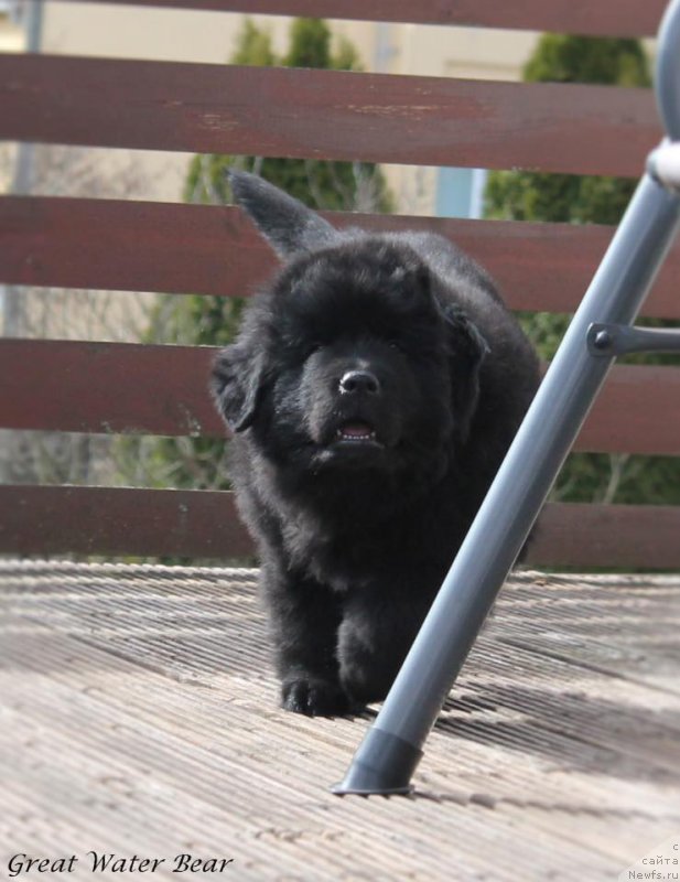 Фото: ньюфаундленд Great Water Bear Fantastic Power