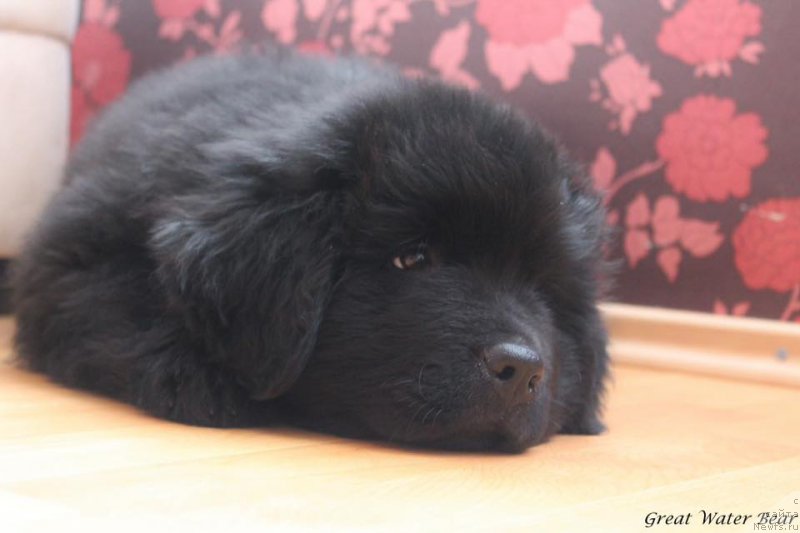 Фото: ньюфаундленд Great Water Bear Fantastic Elliot