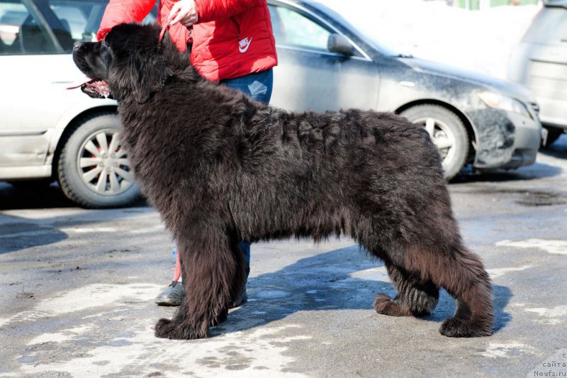 Фото: ньюфаундленд Супер Премиум Цар-Чи (Super Premium Char-Chi)