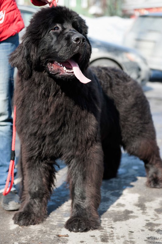 Фотография № 222711